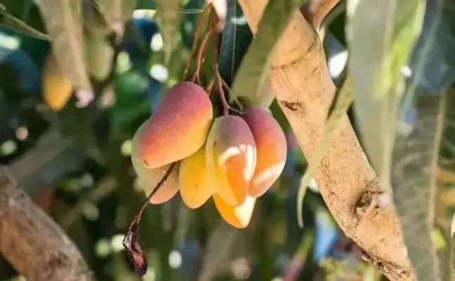 微信图片_20240411134235.jpg 微信图片_20240411134235.jpg